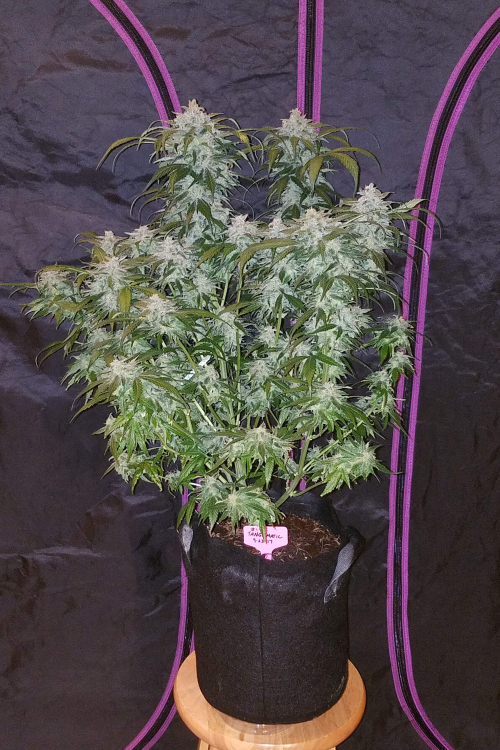 Tangie Matic