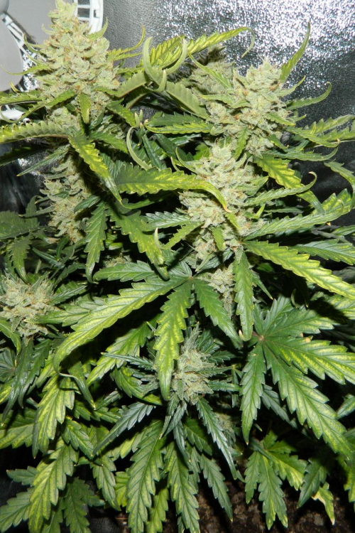 Green Crack