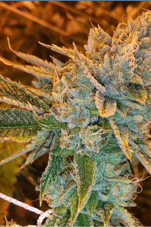 West Coast O.G.