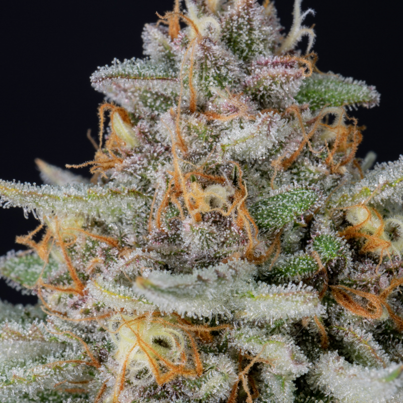 Strawberry Pie Auto Seeds Fast Buds Autoflowering Cannabis