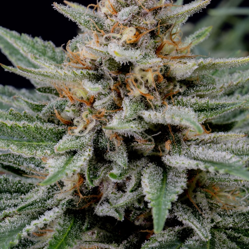 Strawberry Pie Auto Seeds - Fast Buds Autoflowering Cannabis