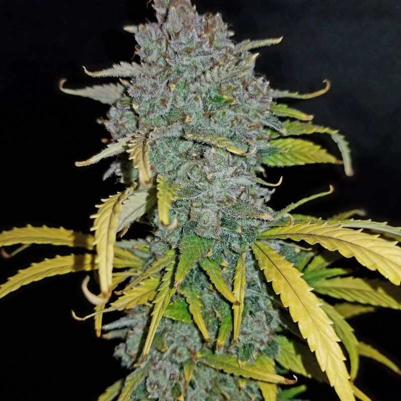 Blue Dream matic Seeds Fast Buds Autoflowering Cannabis