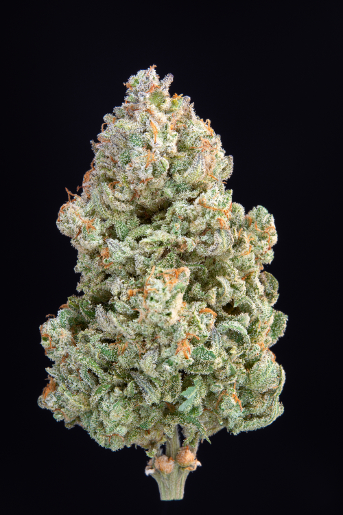 Original Afghan Kush Auto