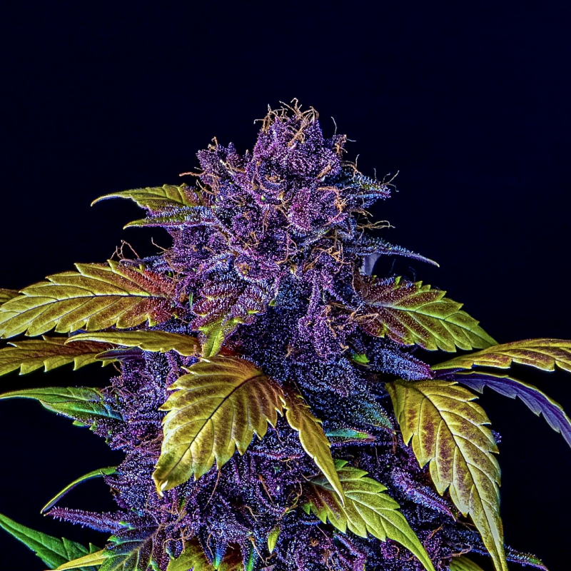 Purple Lemonade Seeds Fast Buds Autoflowering Cannabis
