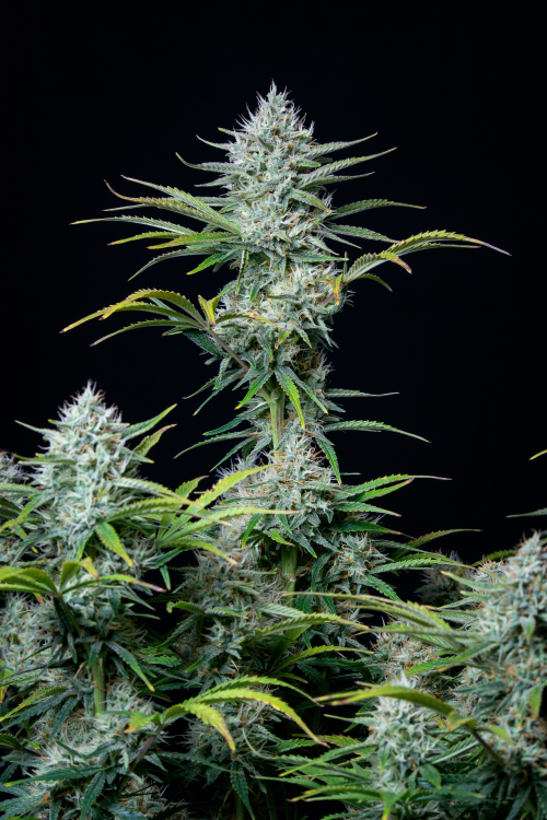 Original Auto White Widow