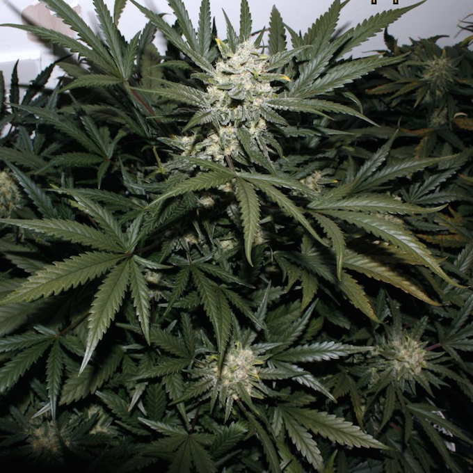 Pineapple Express Auto Seeds Fast Buds Autoflowering Cannabis