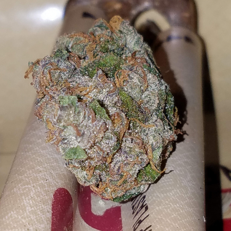 Girl Scout Cookies Auto Seeds Fast Buds Autoflowering Cannabis