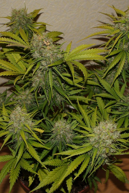 Grapefruit