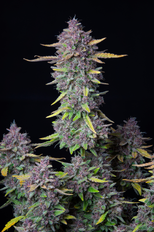 Purple Punch Auto