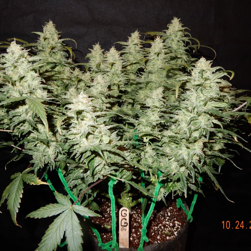 Gorilla Glue Auto Seeds - Fast Buds Autoflowering Cannabis