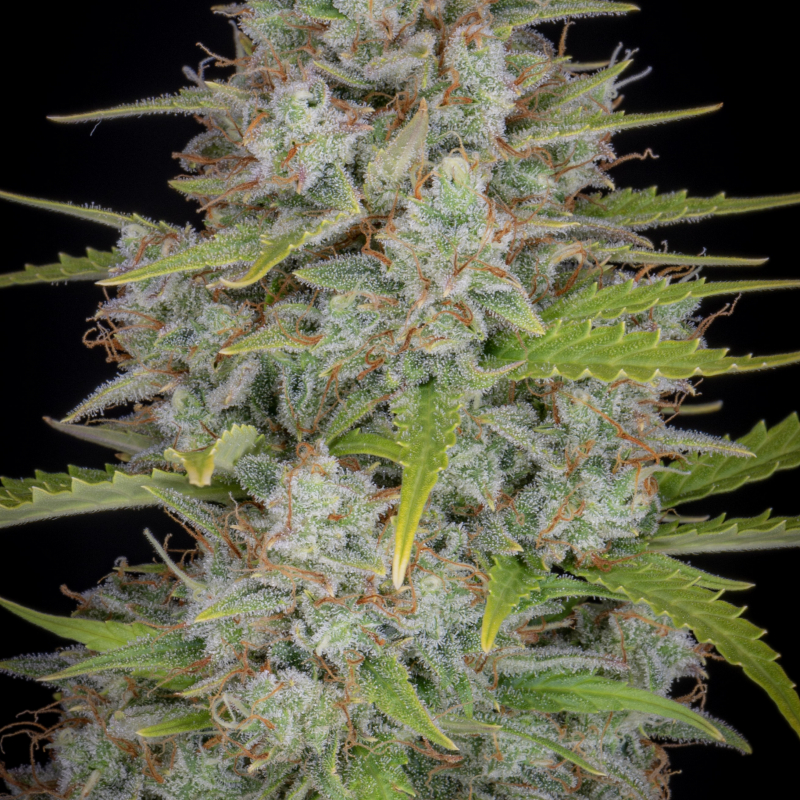 Orange Sherbet Auto Seeds - Fast Buds Autoflowering Cannabis