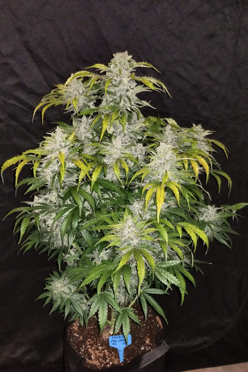 CBD Crack