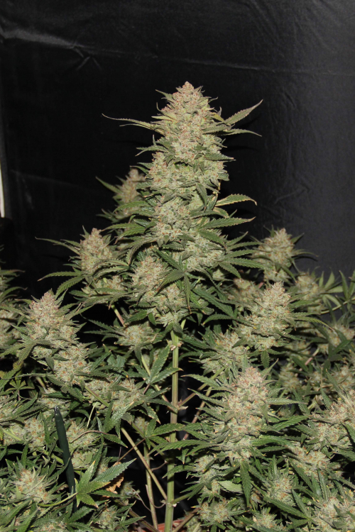 Original Auto OG Kush