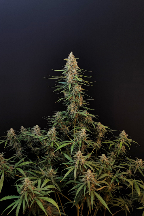 Original Auto Sour Diesel