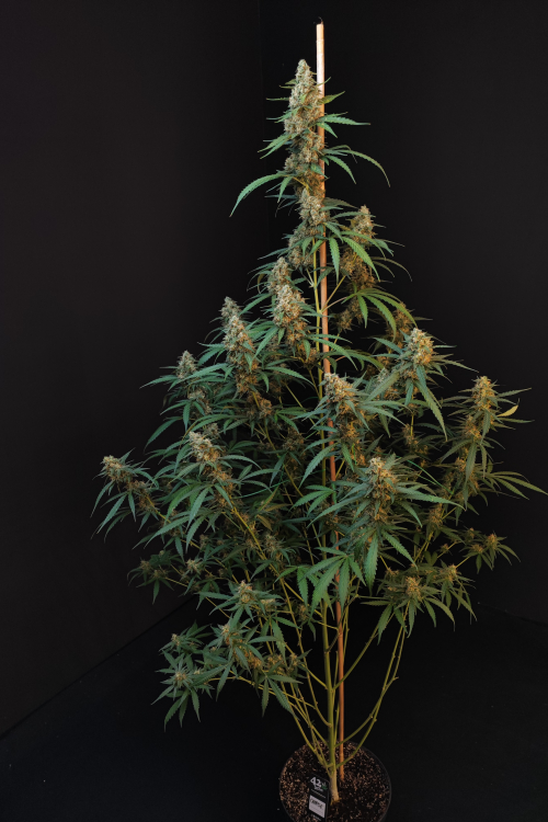 Original Auto Cheese
