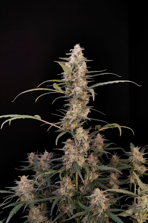 Original Auto Critical