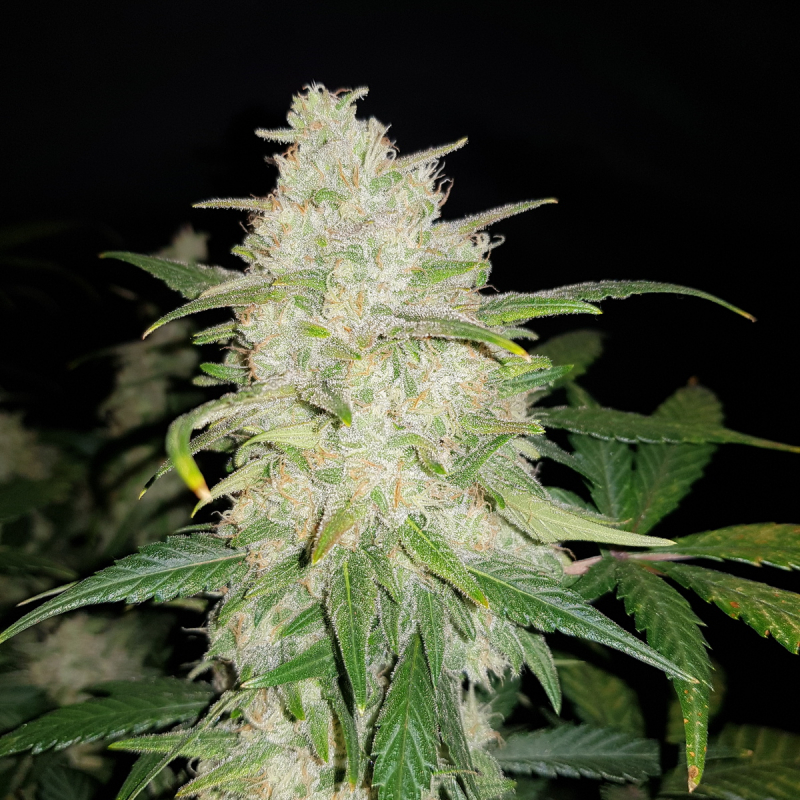 Gelato Auto Seeds - Fast Buds Autoflowering Cannabis