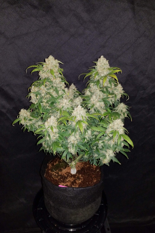 Zkittlez Auto