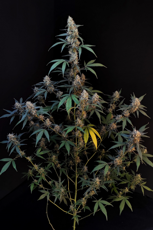 Original Auto Bubblegum