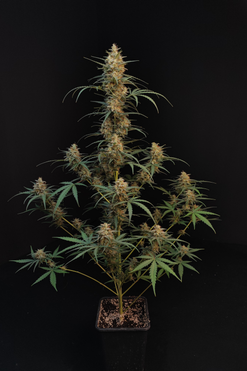 Original Auto Chemdog