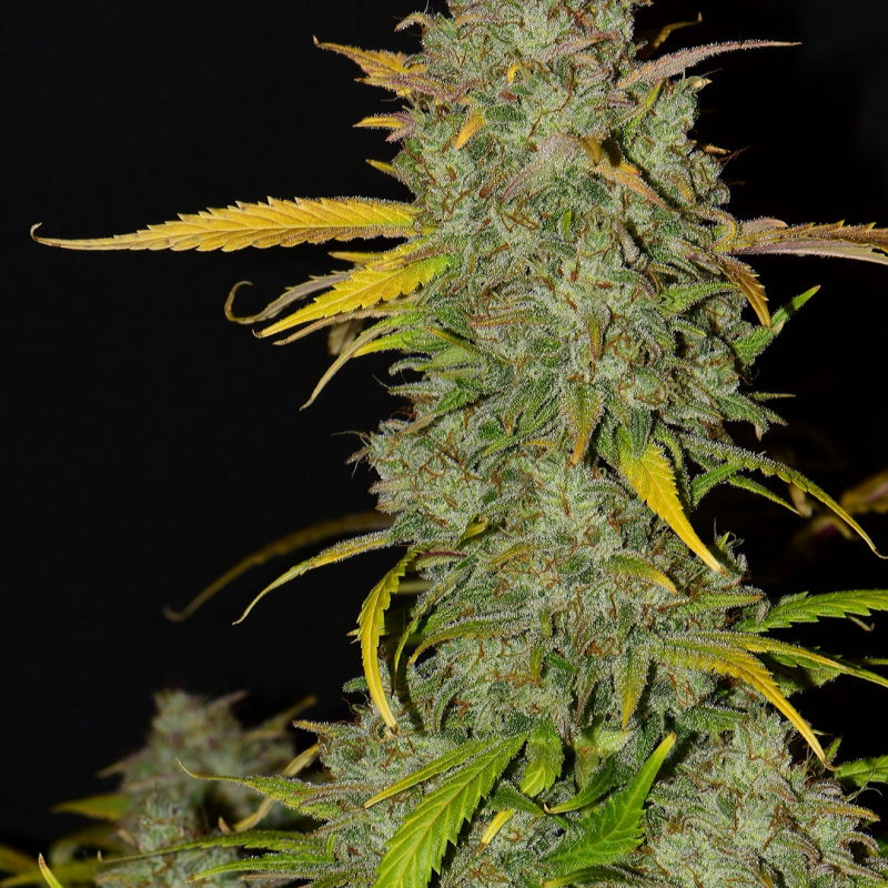 Gelato Auto Seeds - Fast Buds Autoflowering Cannabis