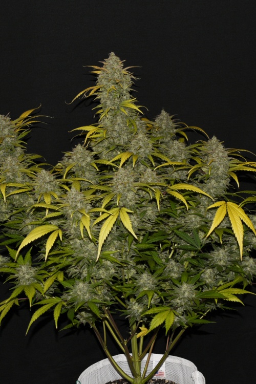 Gelato Auto