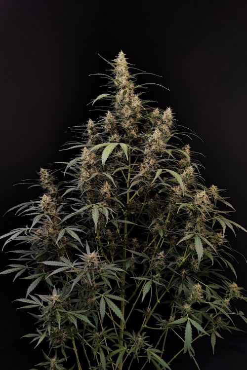 Original Auto Amnesia Haze
