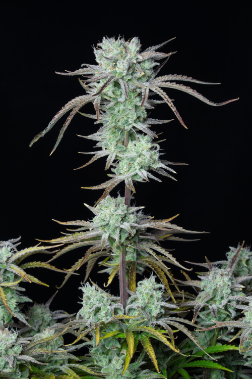 Strawberry Banana Auto