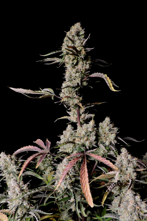 Gorilla Zkittlez Auto