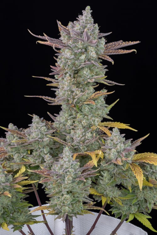 Gorilla Cookies