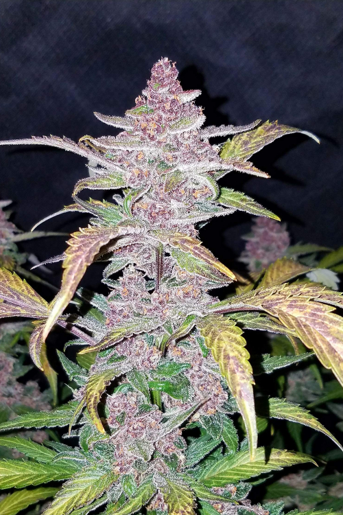 Blackberry