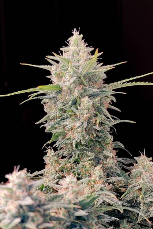 Original Auto Skunk