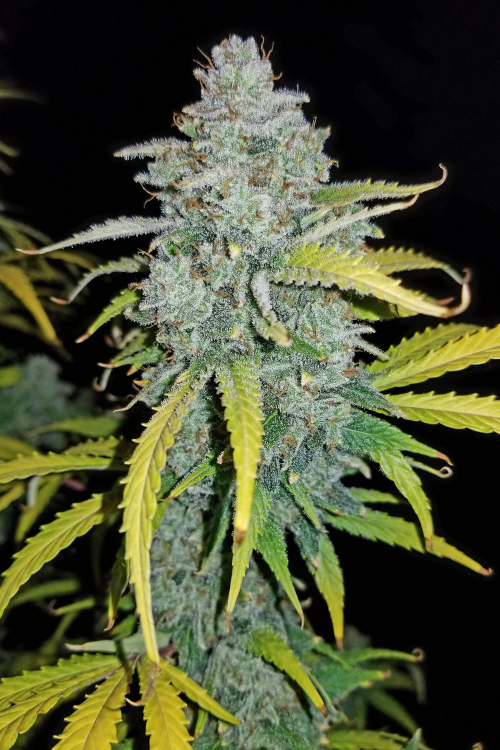 Blue Dream´matic