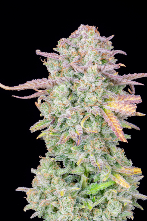 Original Trainwreck Auto