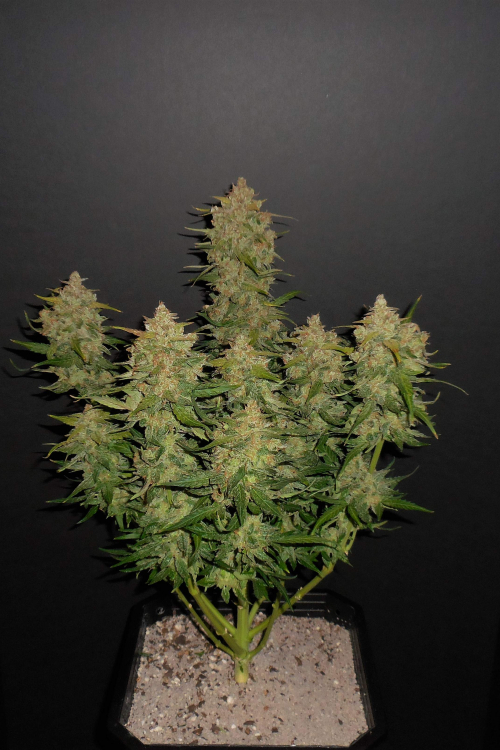 Lemon AK