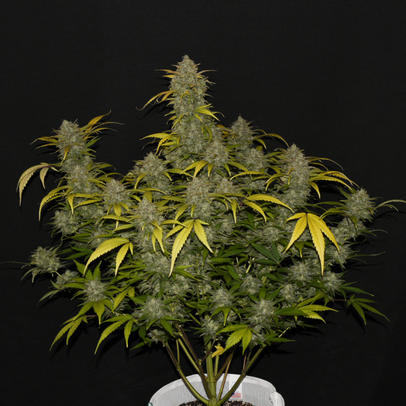 Gelato Auto Cannabis Seeds Fast Buds