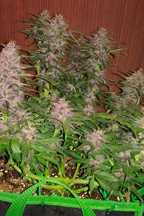 Crystal METH