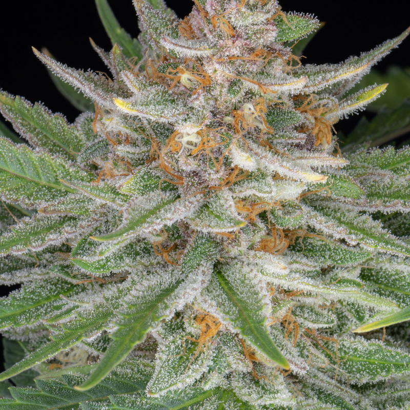 Strawberry Pie Auto Seeds Fast Buds Autoflowering Cannabis