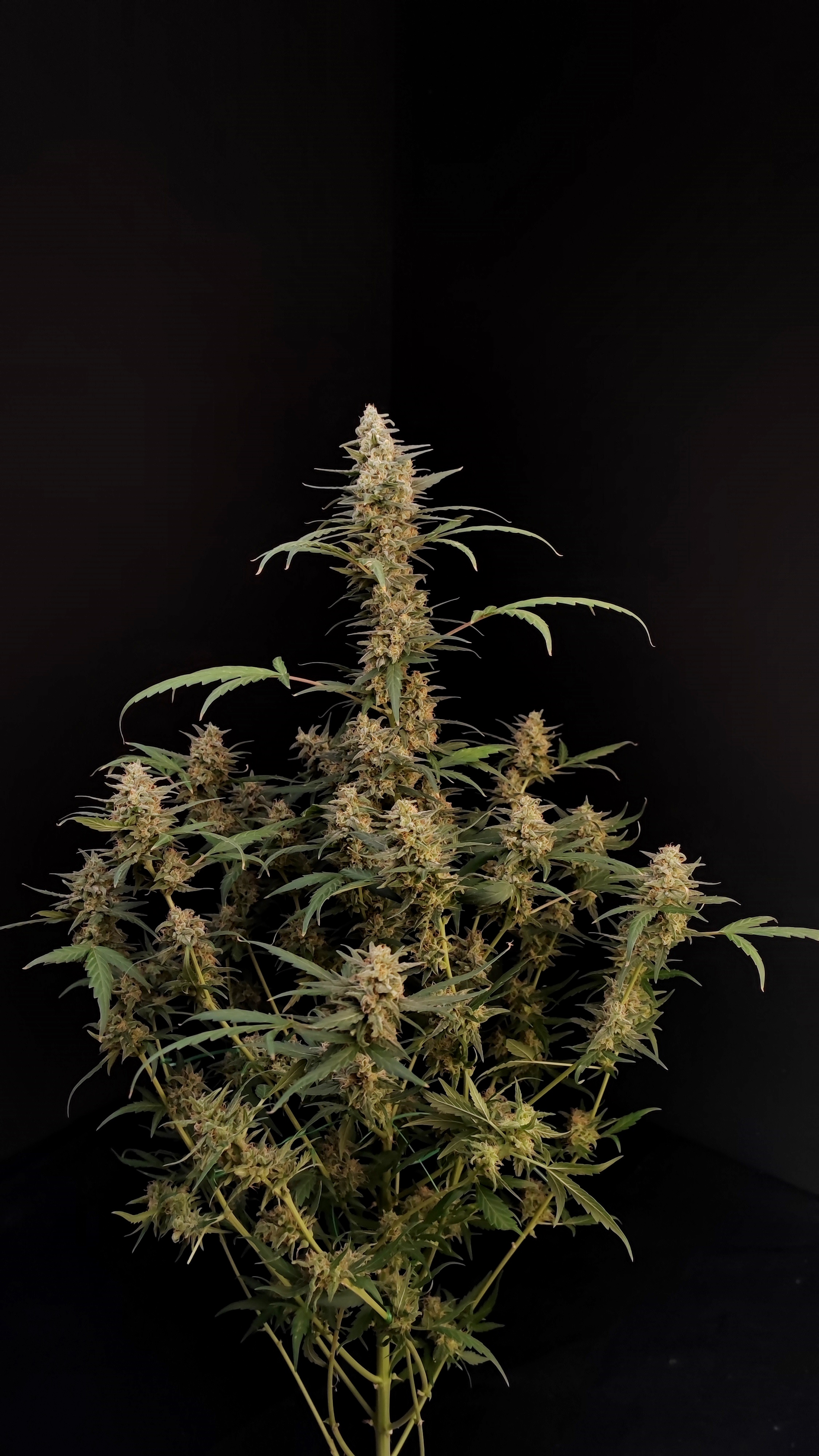 Critical Auto Seeds – Buy Critical Weed Strain | Fast Buds