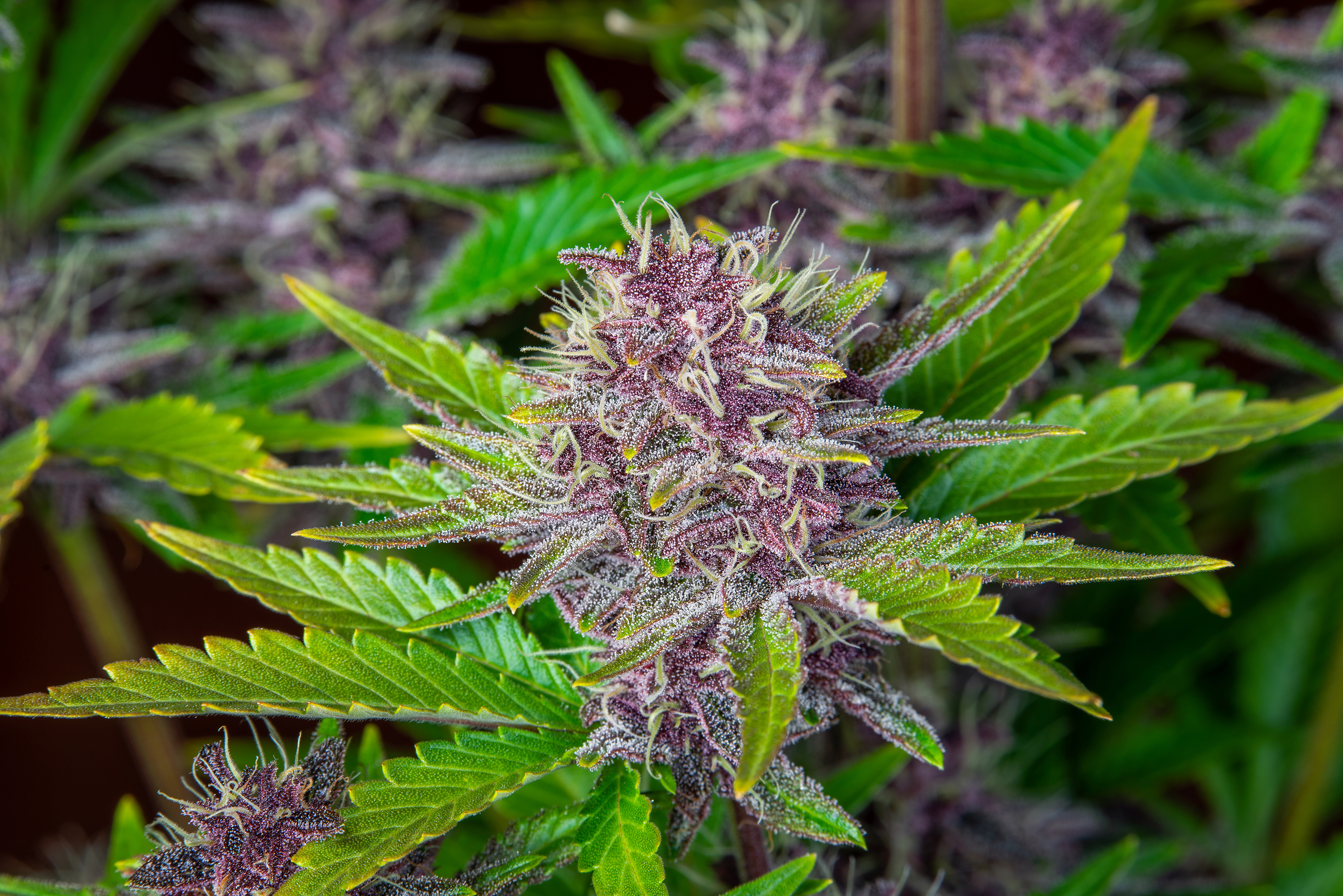 Purple Punch Auto Cannabis Seeds | Fast Buds