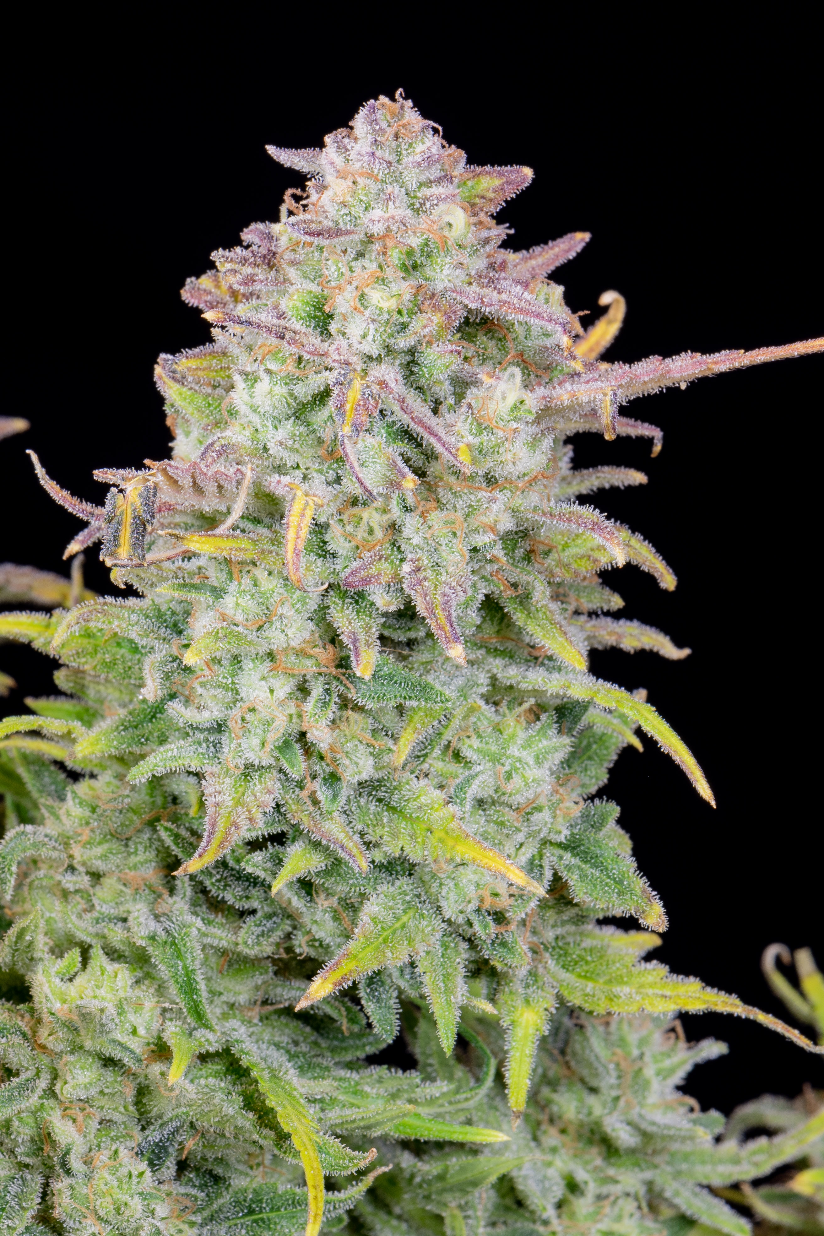 Trainwreck Auto Cannabis Seeds – Buy Trainwreck Strain | Fast Buds