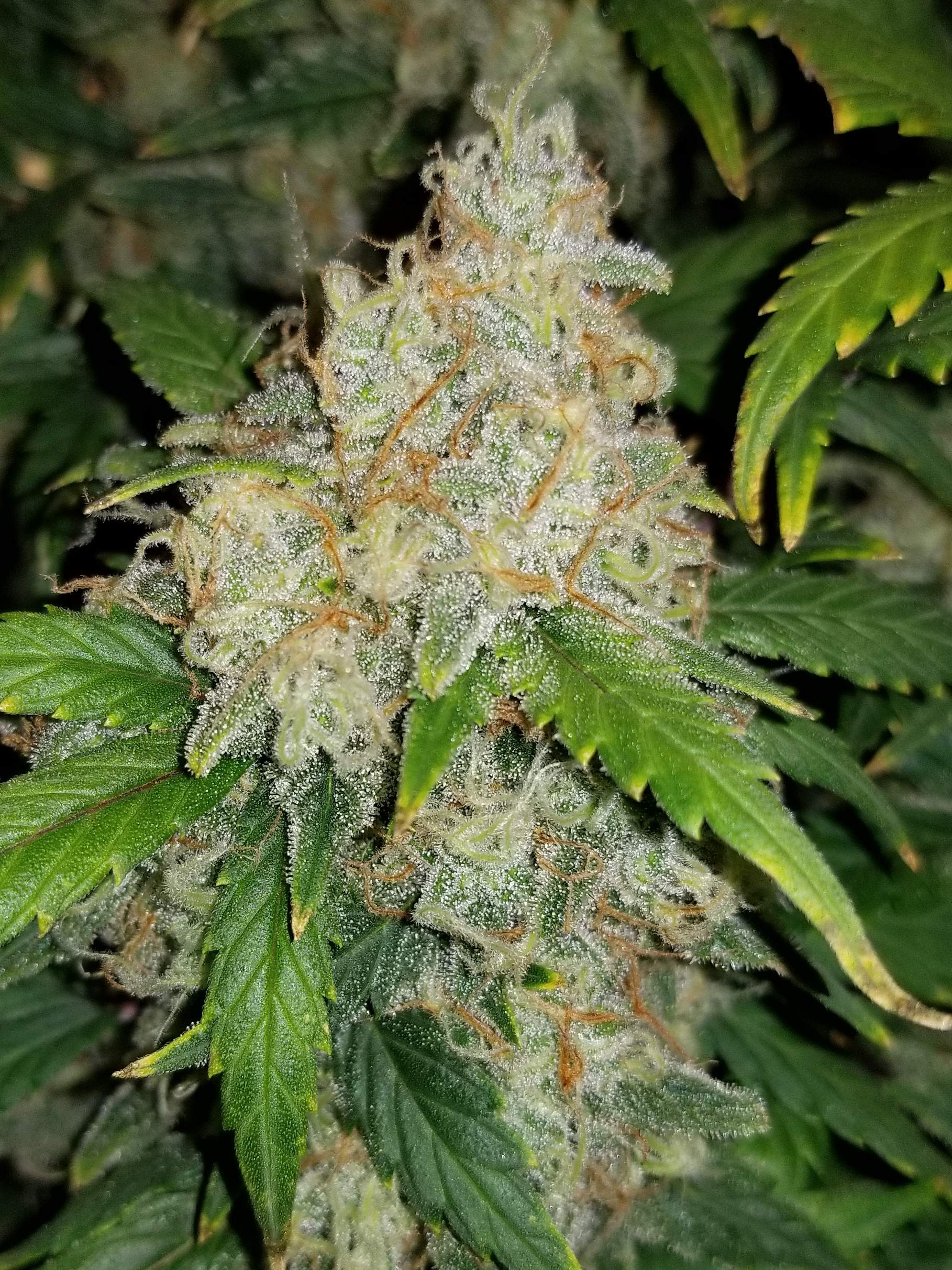 Zkittlez Auto Cannabis Seeds Fast Buds