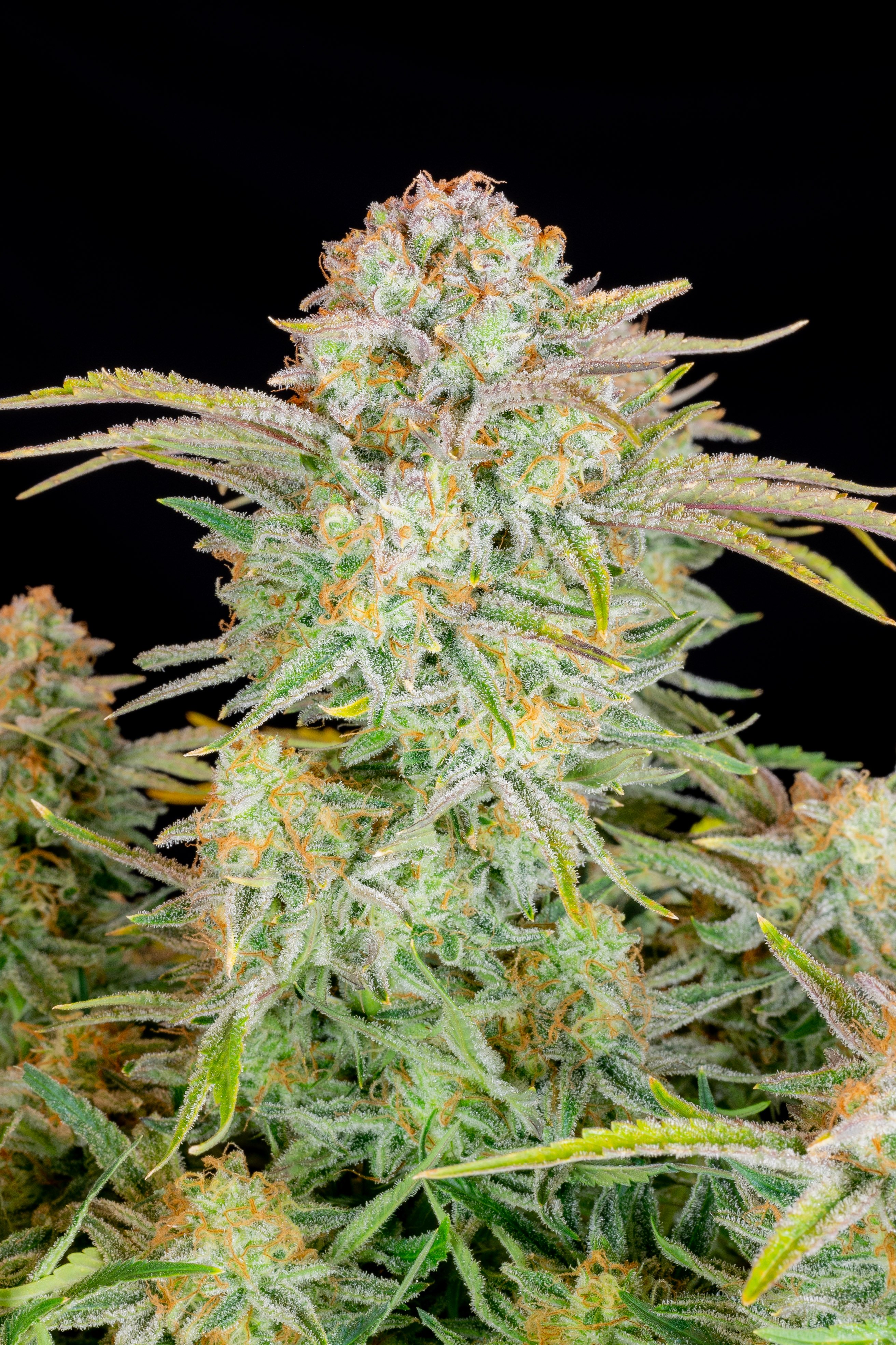 Bruce Banner Auto Seeds Buy Bruce Banner Strain Fast Buds