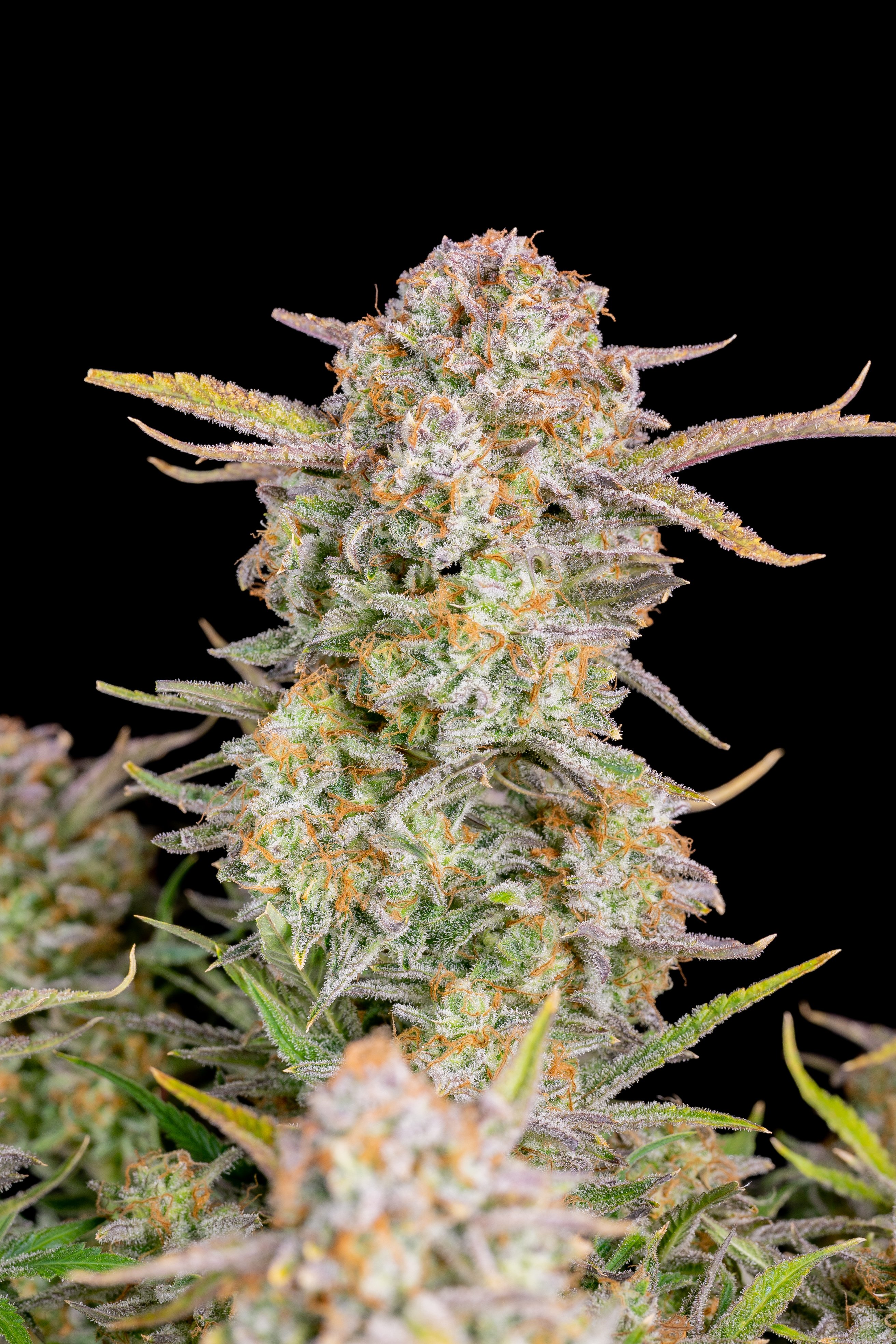 Bruce Banner Auto Seeds – Buy Bruce Banner Strain | Fast Buds