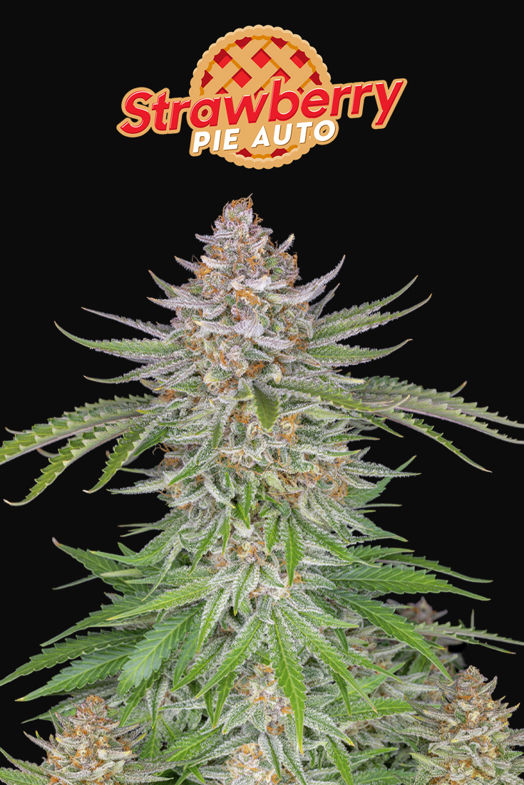 Buy Strawberry Pie Auto Cannabis Seeds Fast Buds