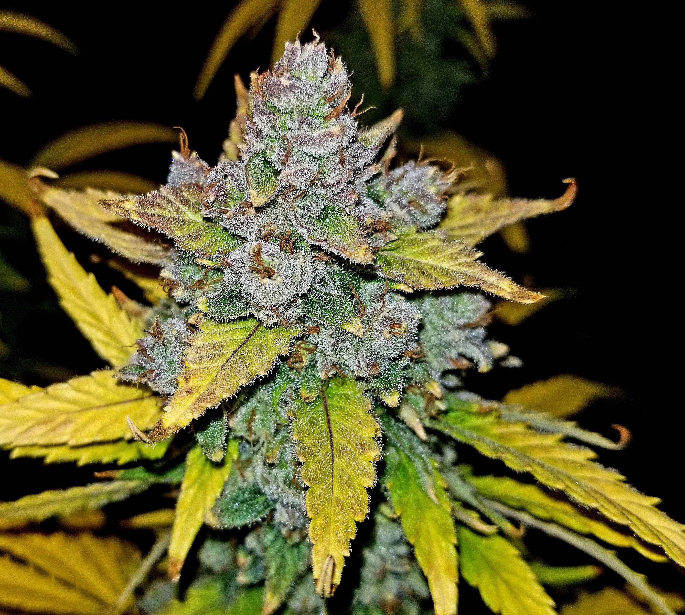 Blue Dream Auto Cannabis Seeds | Fast Buds