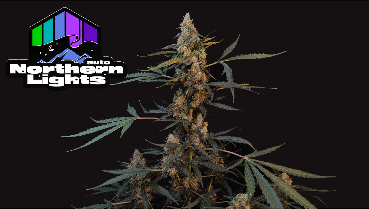 Latest Cannabis News & Grow Guides Fast Buds 5