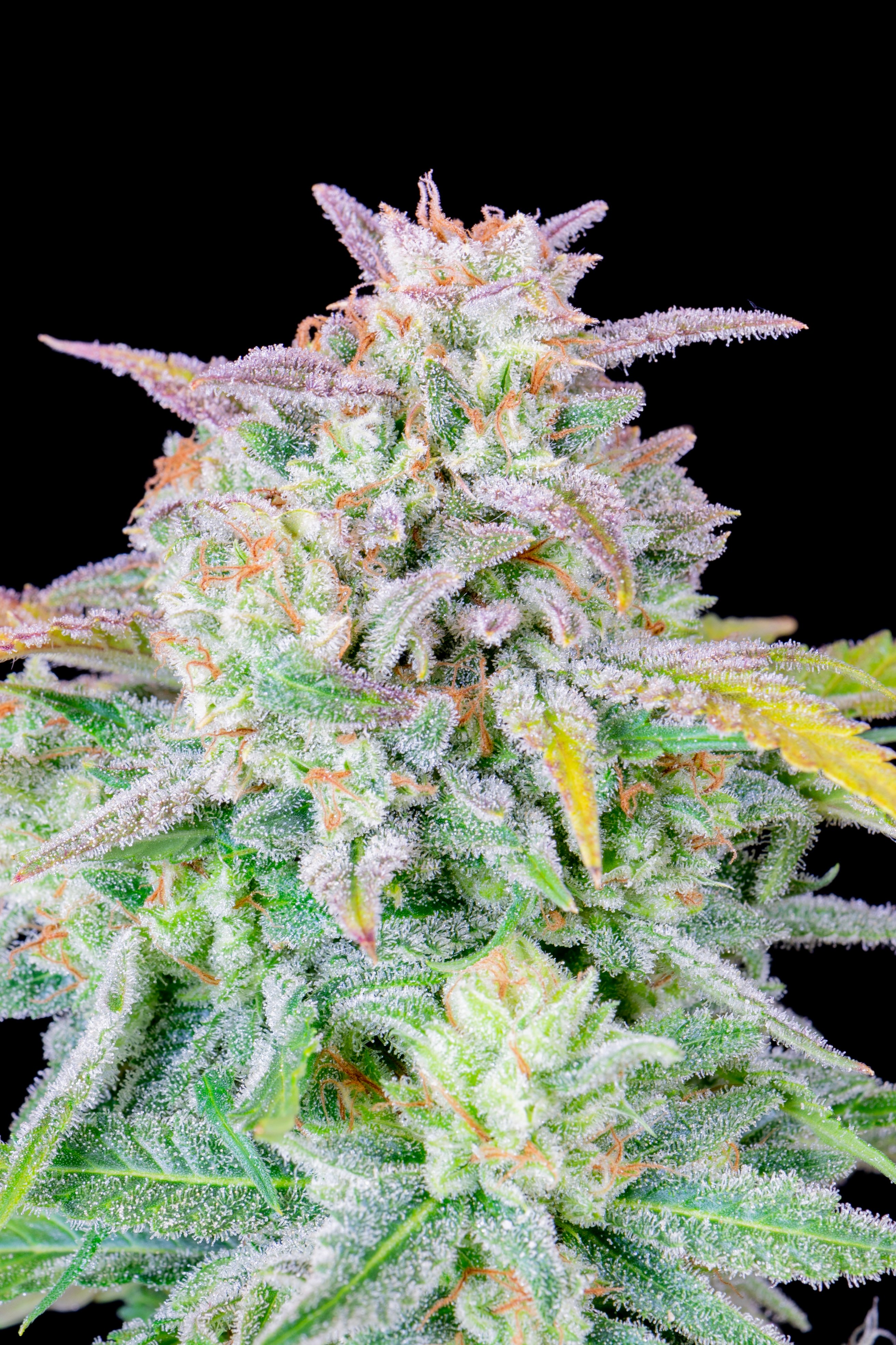 Buy Afghan Kush Auto Cannabis Seeds | Fast Buds