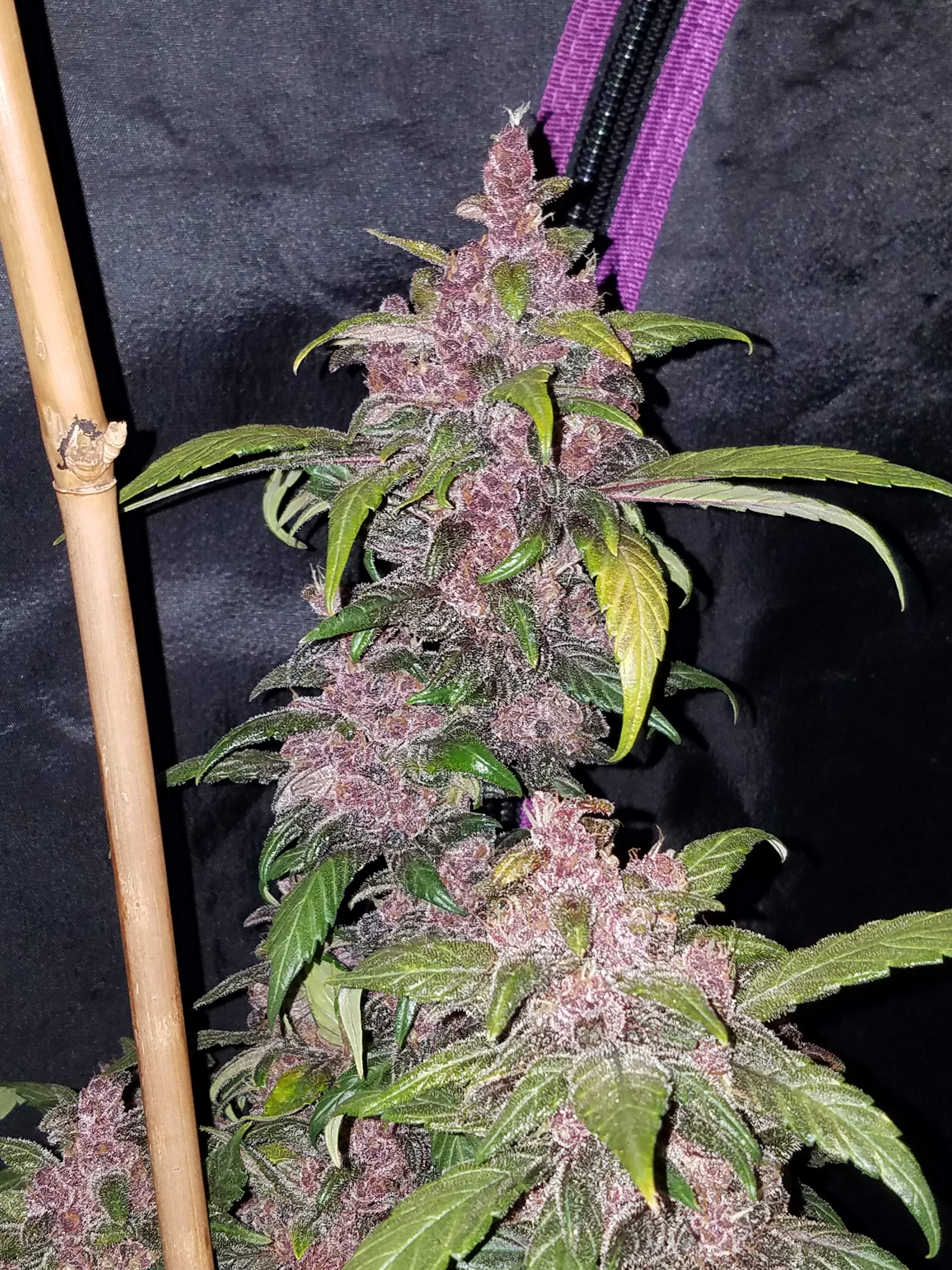 LSD-25 Auto Seeds - Fast Buds Autoflowering Cannabis