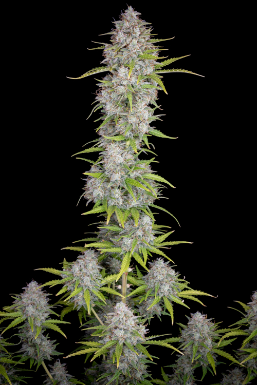 Orange Sherbet Auto